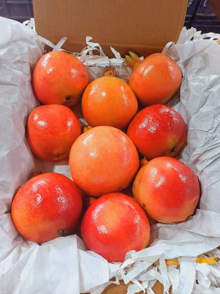 pomegranate-export-quality-2227456293-1ktittot